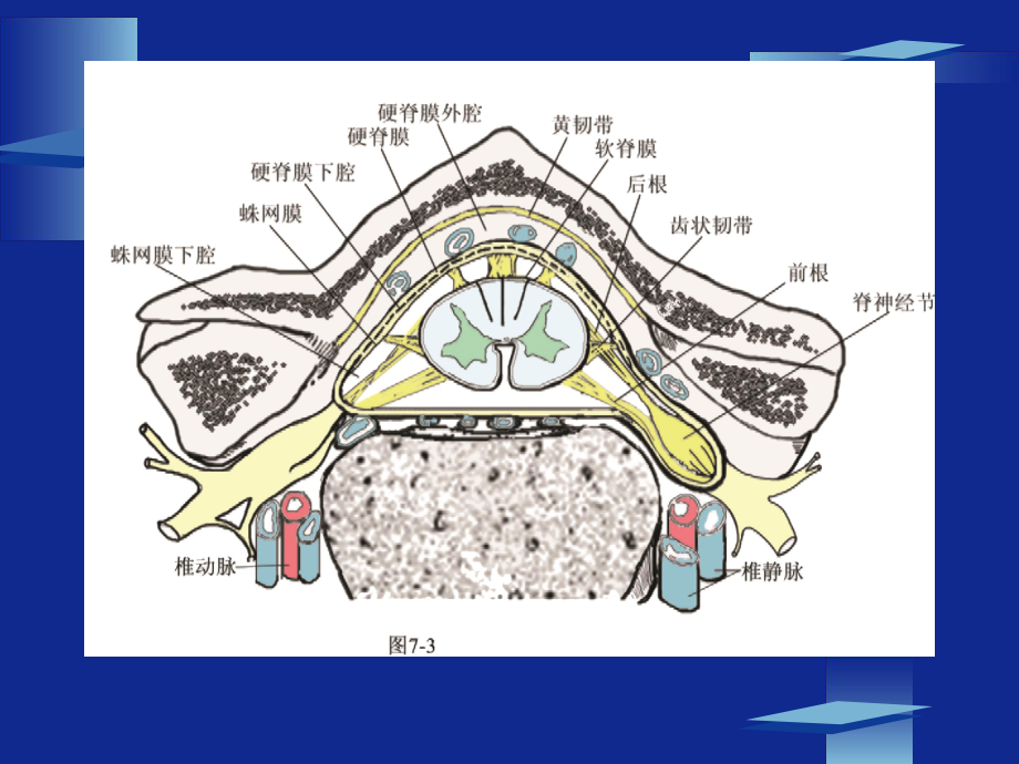 周围神经定位诊断-PPT课件.ppt_第3页