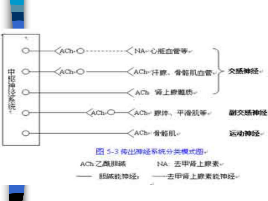 传出神经系统药课件.ppt_第3页