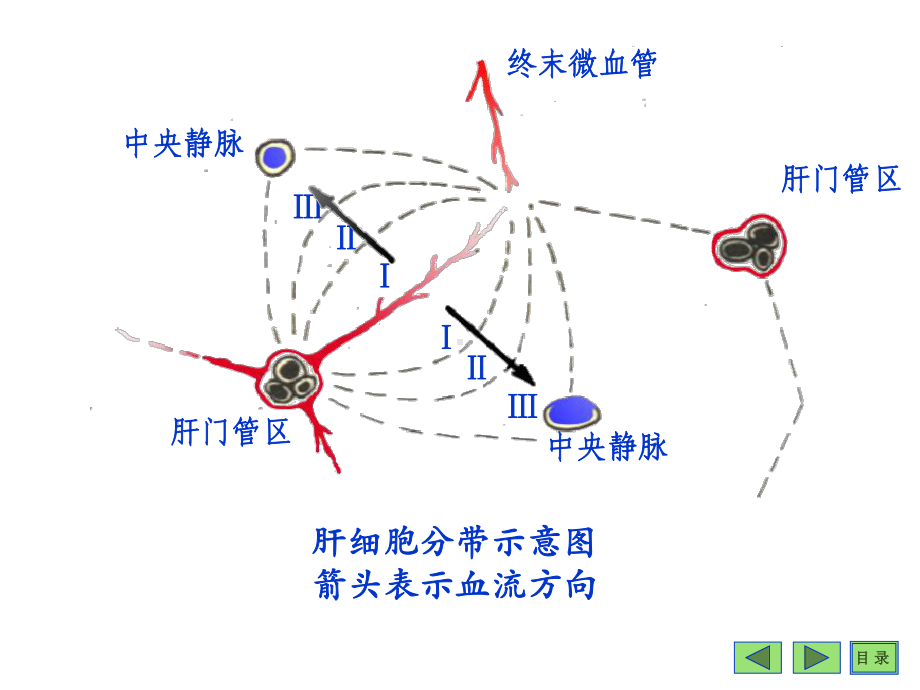 沈阳药科大学生物化学课程-第17篇-肝脏生化P课件.ppt_第3页