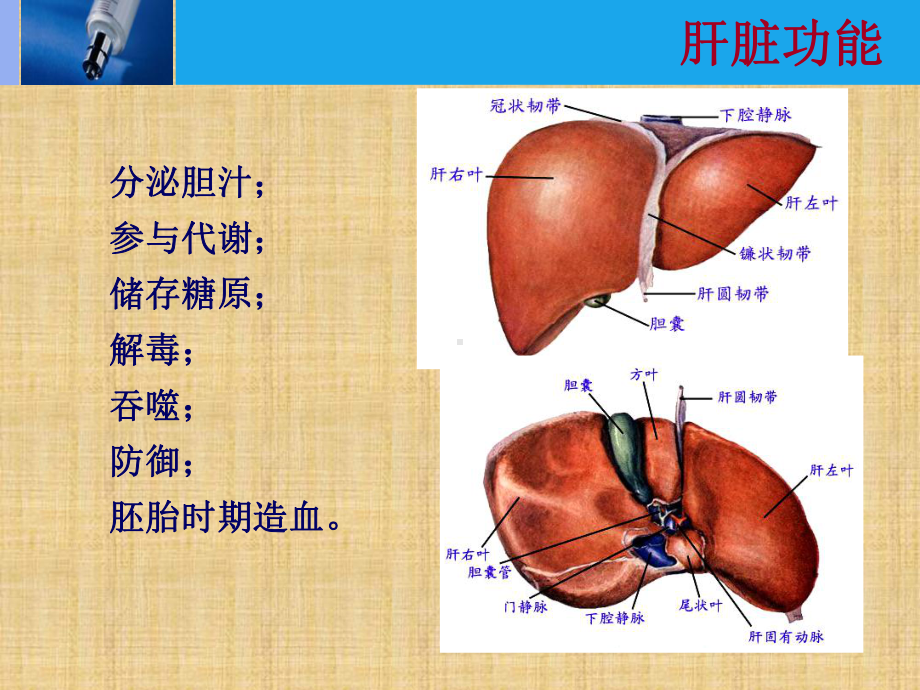 肝脏的CT影像诊断(最全版)精编版课件.ppt_第3页