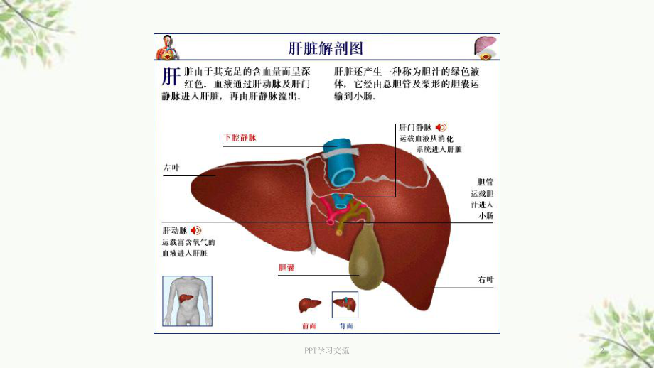 肝衰竭的护理课件.ppt_第2页