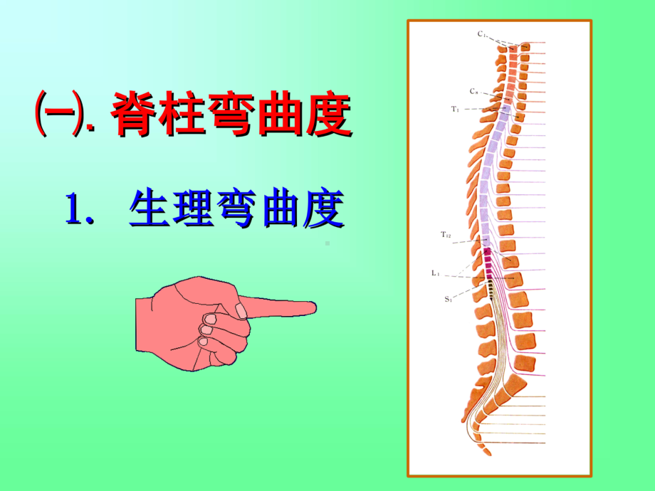 脊柱四肢及神经系统检查课件.ppt_第3页