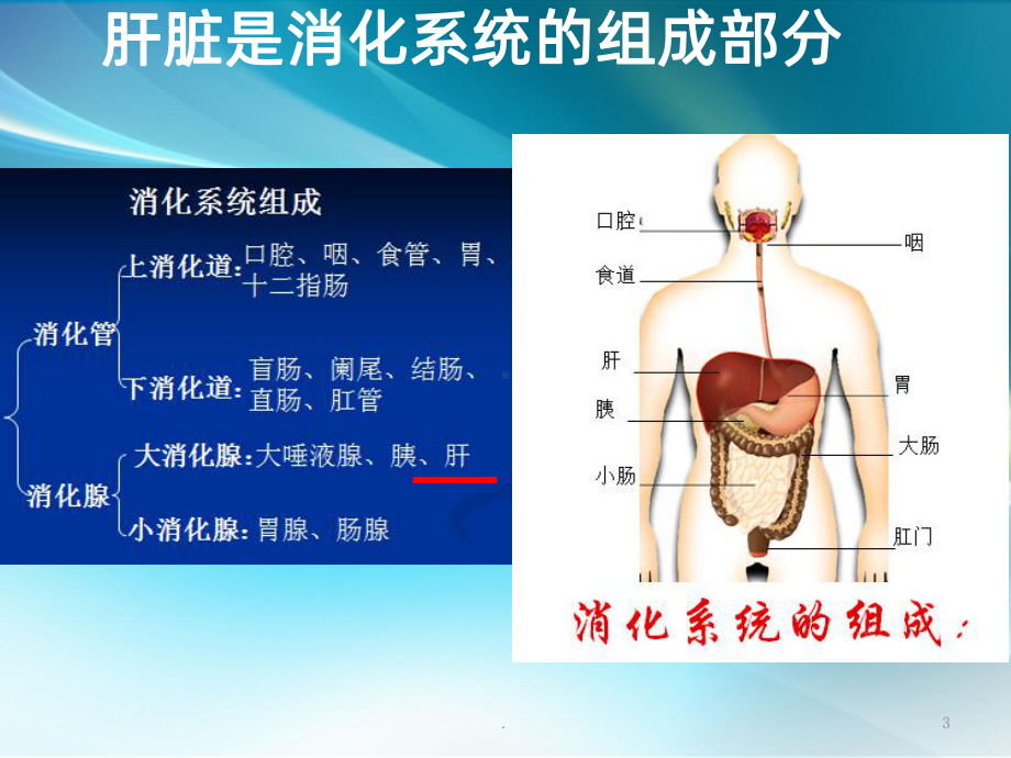 肝脏解剖及功能ppt课件.ppt_第3页