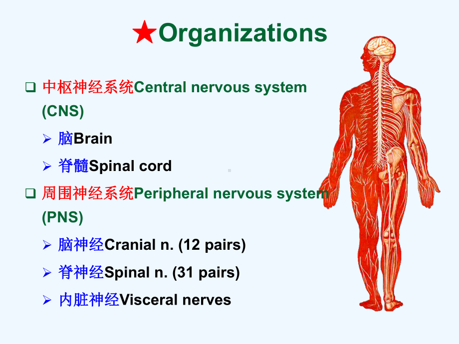 系统解剖-英文版-神经系统-脊髓.Spinal-课件.ppt_第2页