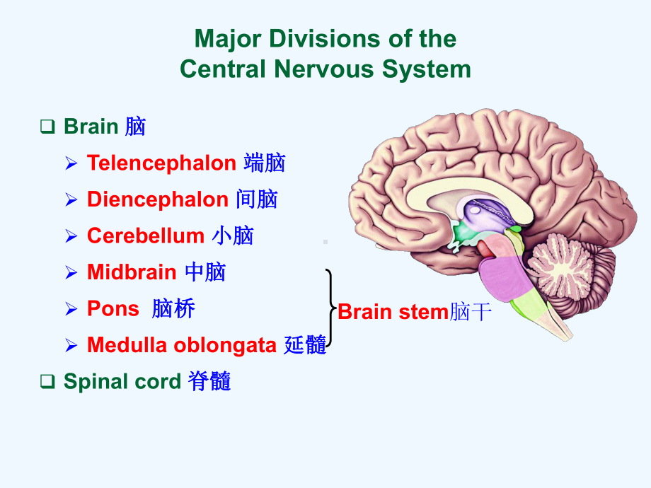 系统解剖-英文版-神经系统-脊髓.Spinal-课件.ppt_第3页