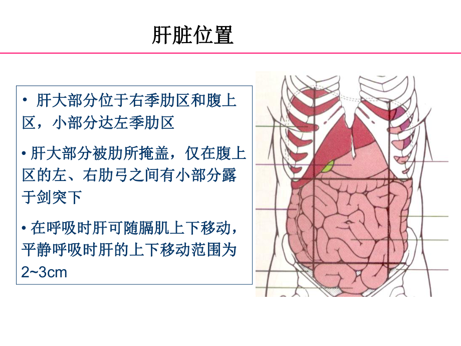 肝脏基本生理病理变化与及临床诊断课件.ppt_第3页