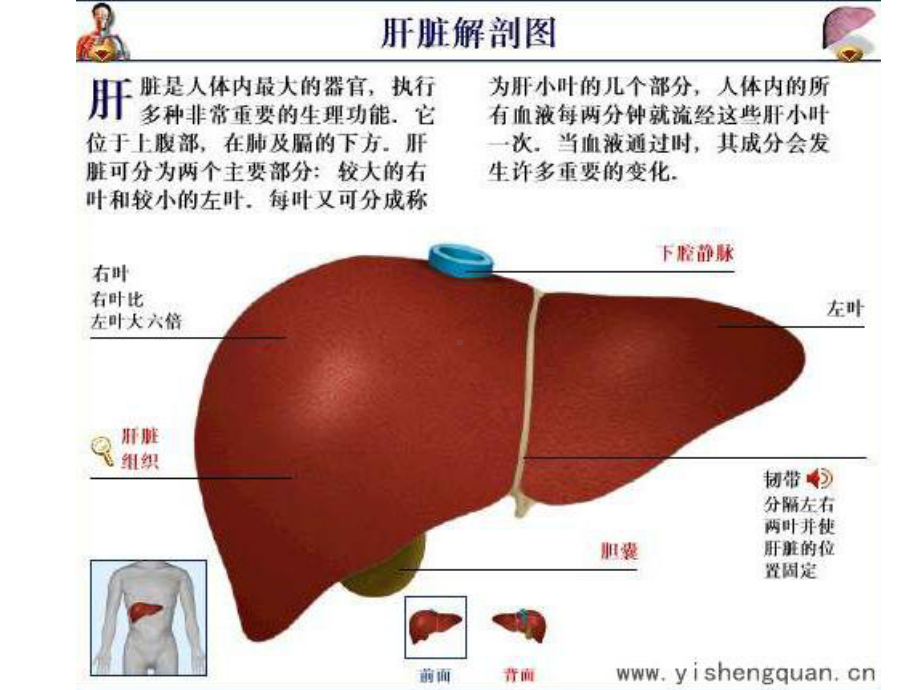 肝脏超声诊断ppt课件.ppt_第3页