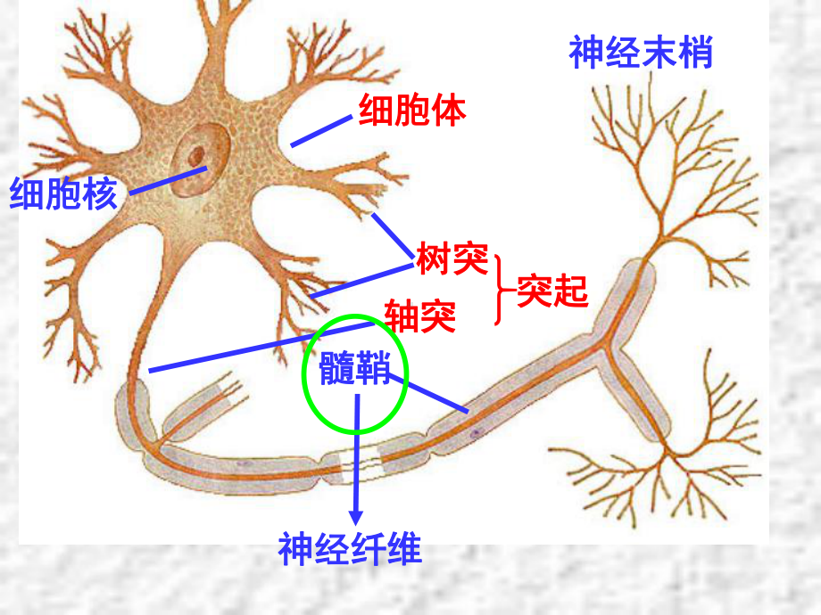 人教版2.1通过神经系统的调节-PPT课件.ppt_第2页