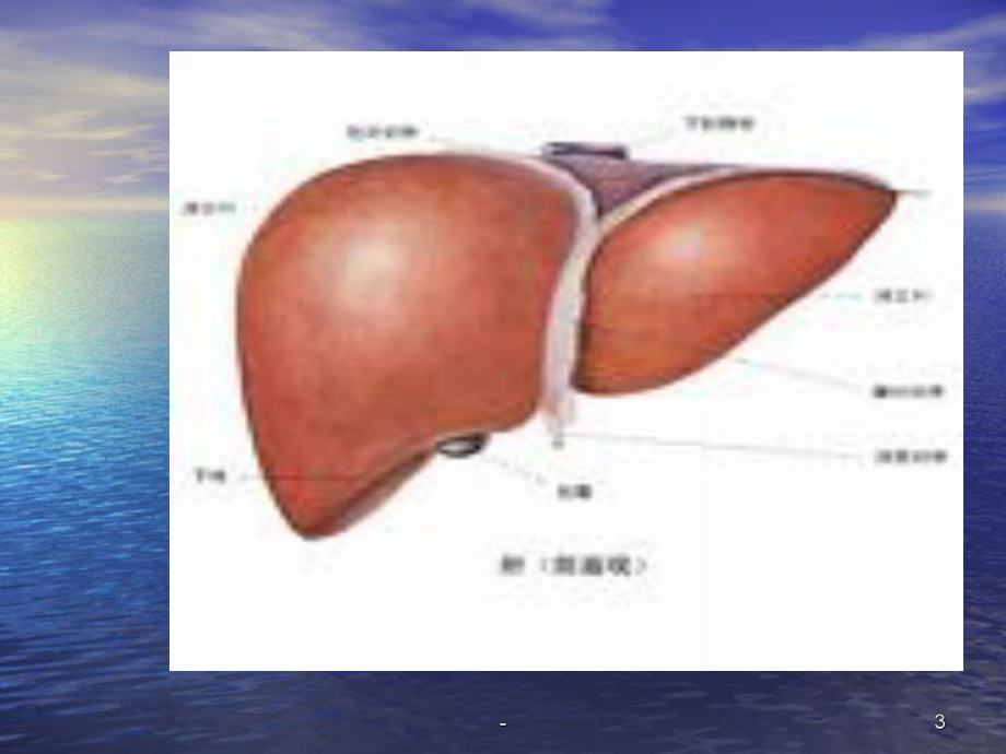 病毒性肝炎护理ppt课件.ppt_第3页