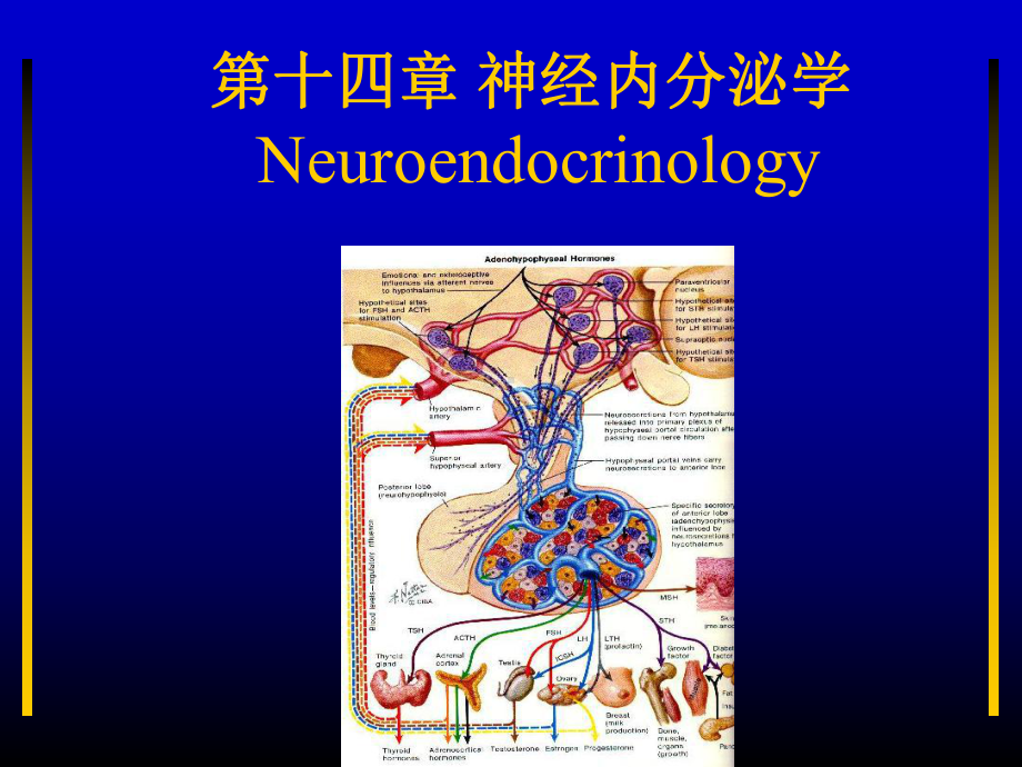 神经内分泌学课件.ppt_第1页