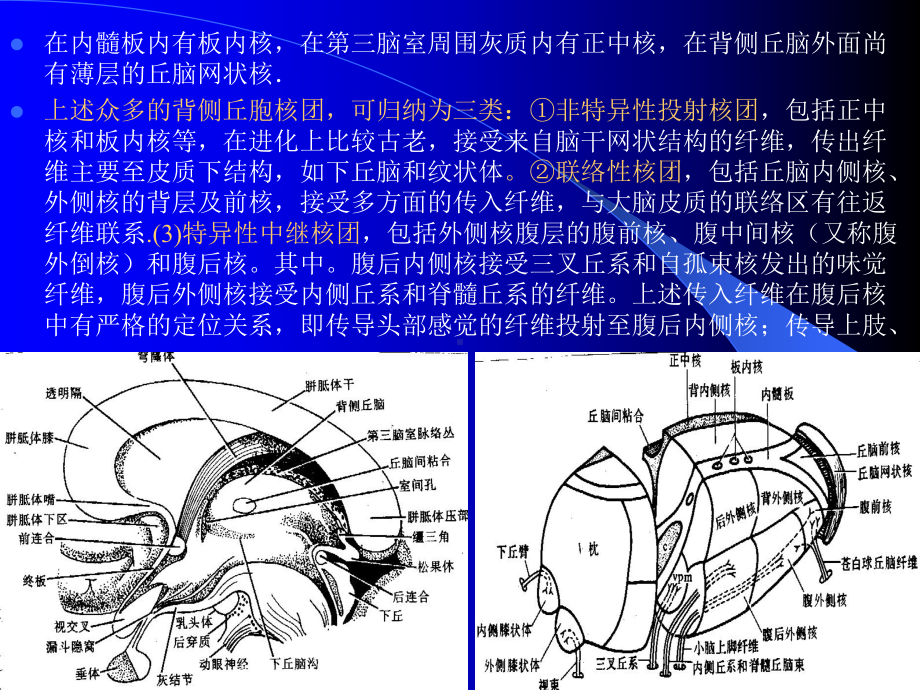 [精选]第十章神经系统第三节脑名师编辑PPT课件.ppt_第2页