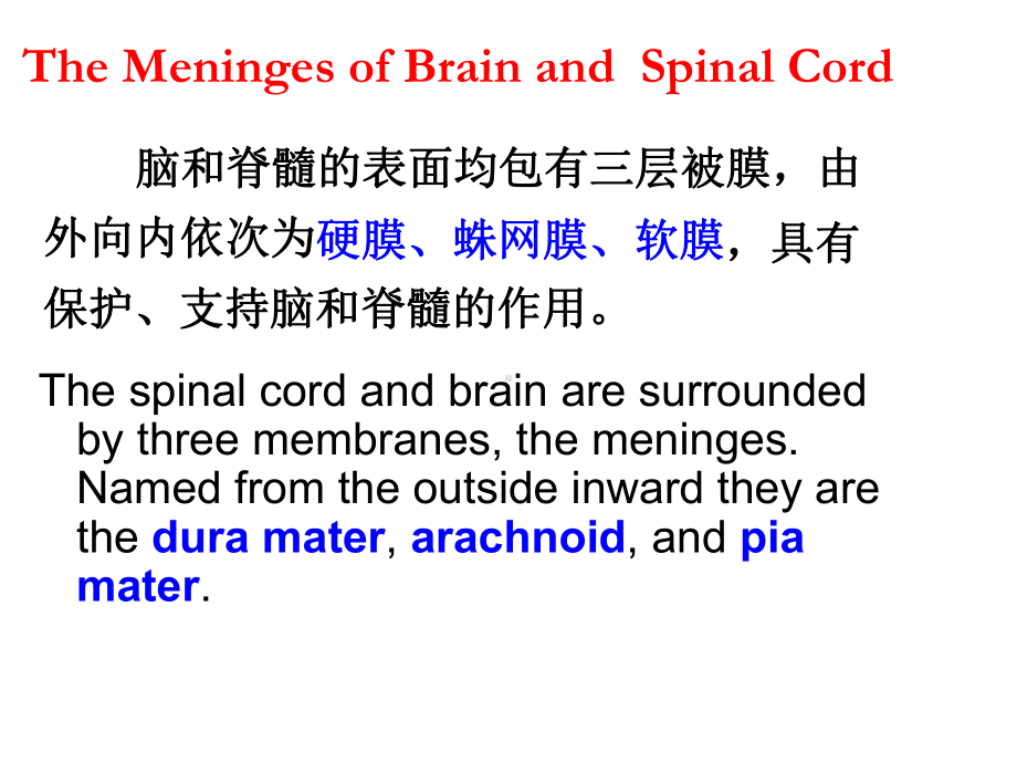 脑和脊髓的被膜课件.ppt_第2页