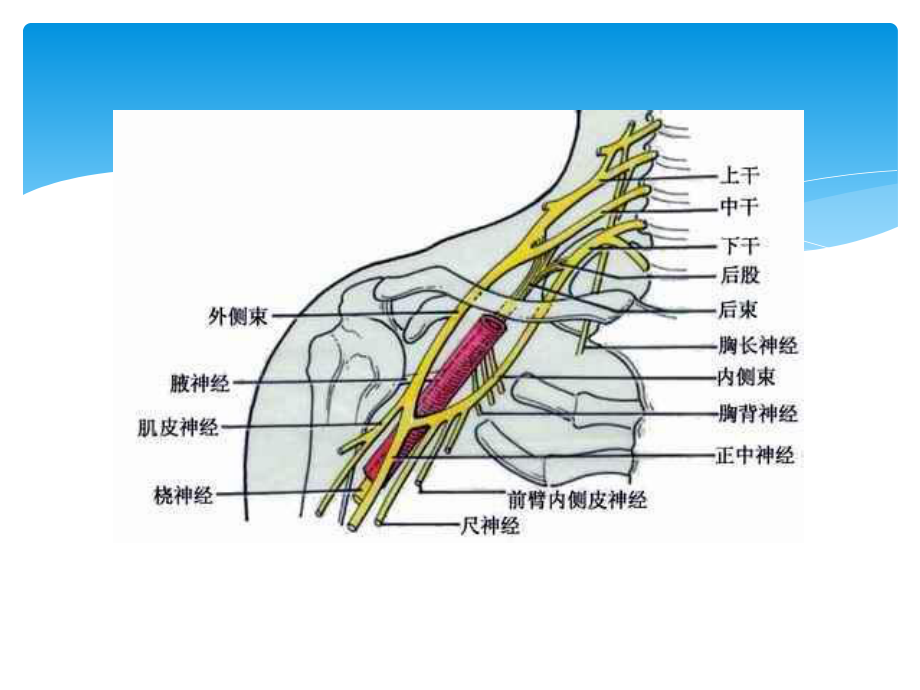 周围神经损伤护理课件.pptx_第3页