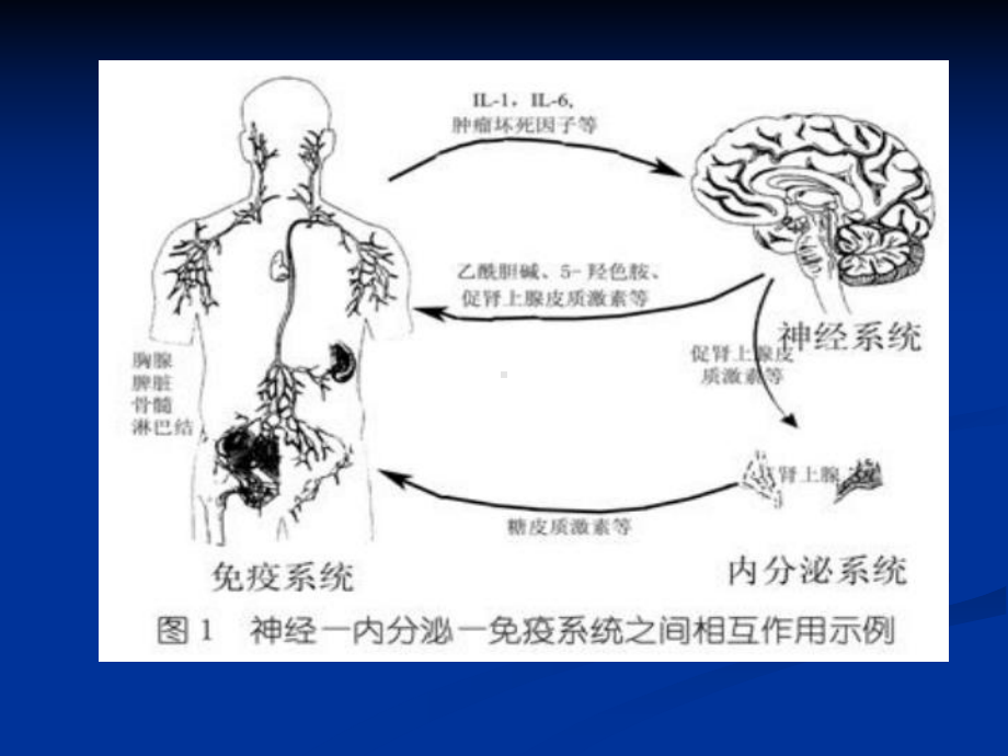 神经内分泌免疫系统课件.ppt_第3页