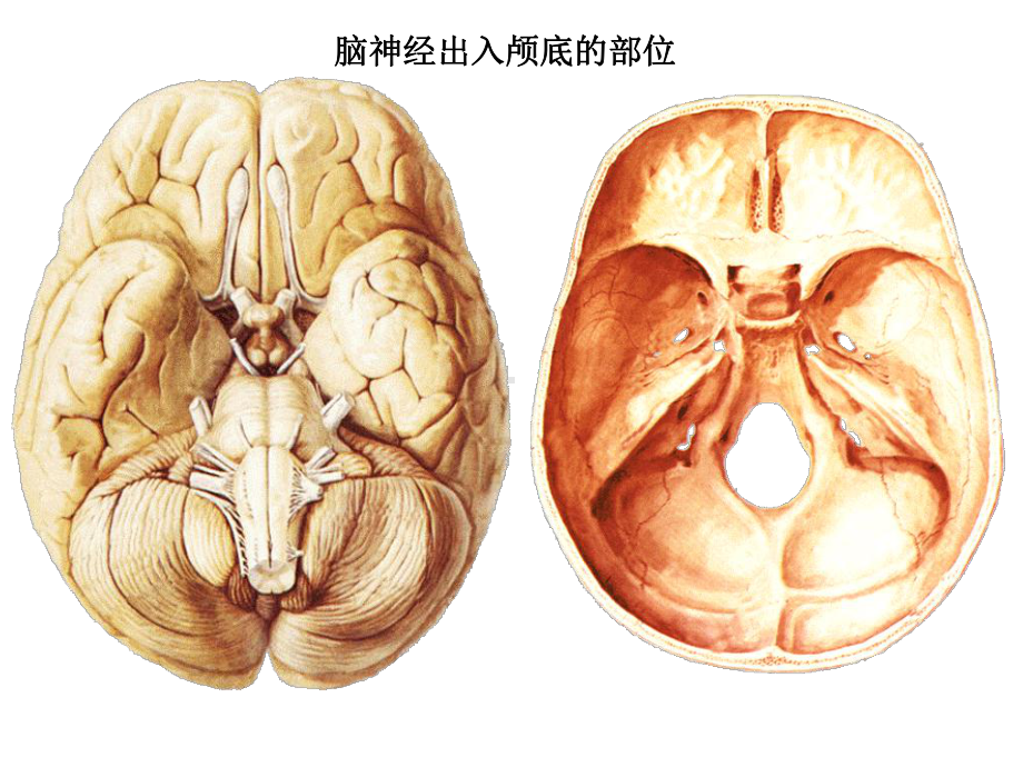 周围神经系统脑神经课件.ppt_第3页