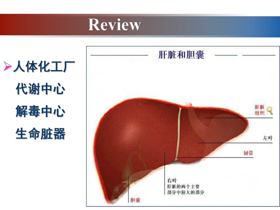 《病理学》病毒性肝炎-ppt课件.ppt_第3页