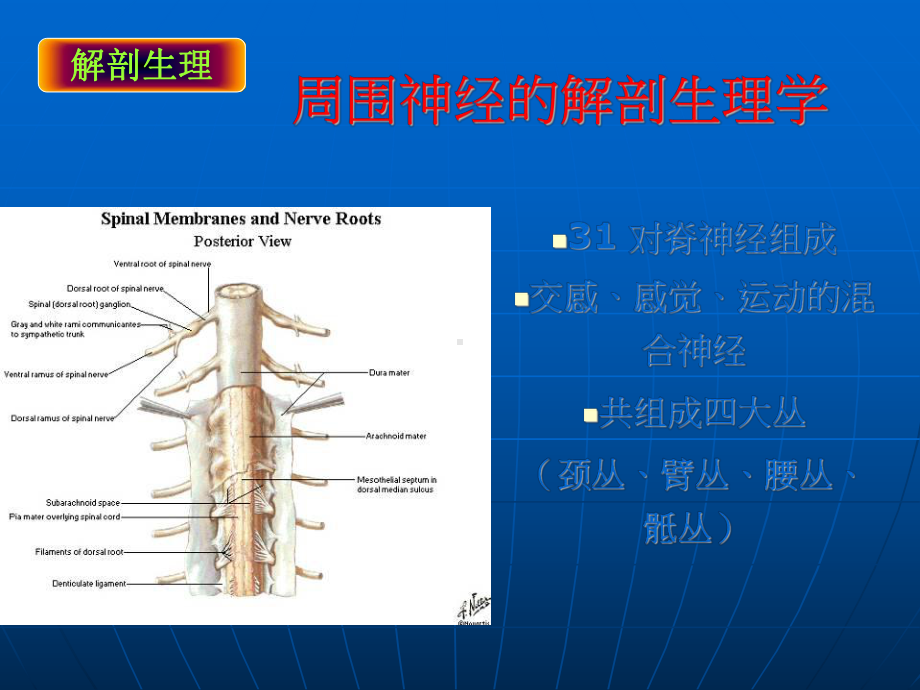 超强-经典临床医学教程-周围神经损伤的诊断与治疗课件.ppt_第2页