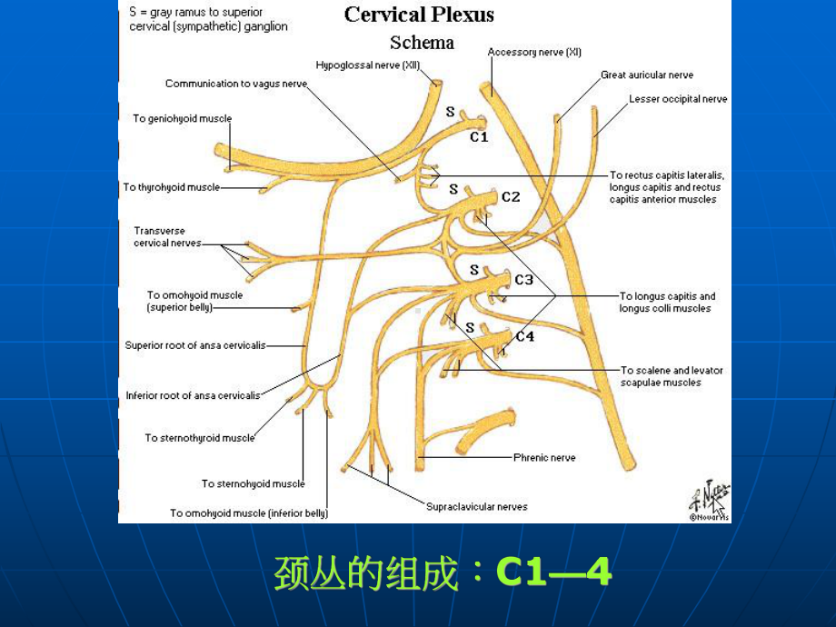 超强-经典临床医学教程-周围神经损伤的诊断与治疗课件.ppt_第3页