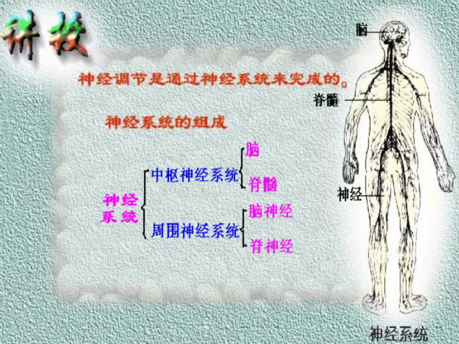 神经调节激素免疫调节实例课件.ppt_第2页