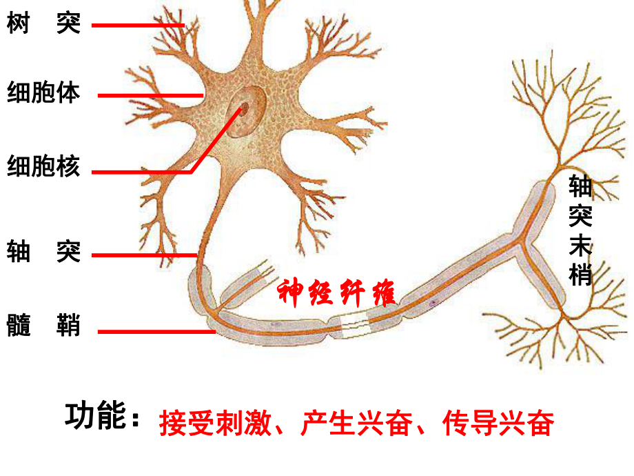 神经调节激素免疫调节实例课件.ppt_第3页