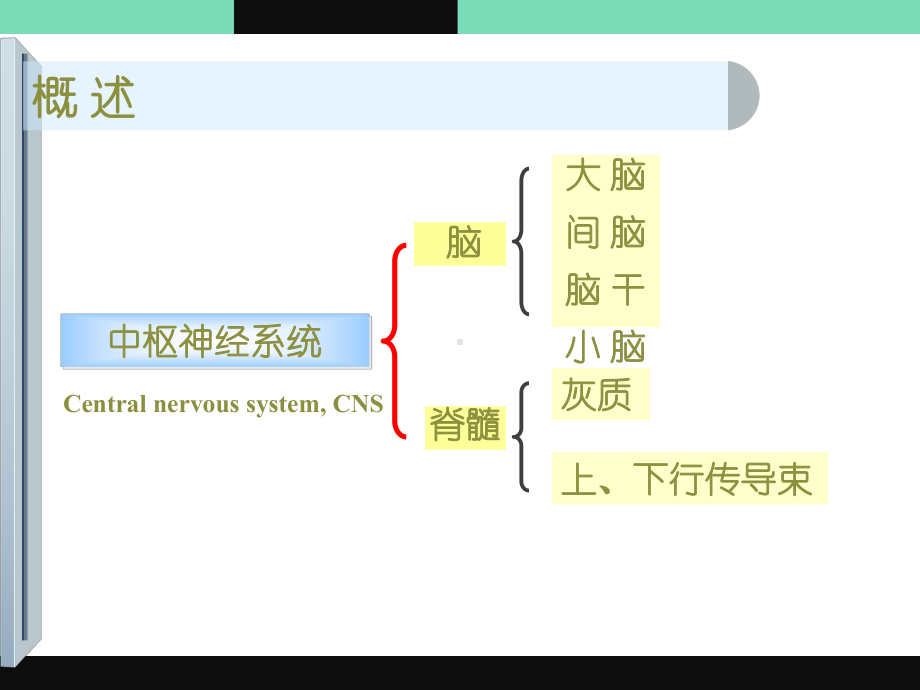 中枢神经系统的解剖、生理及病损的定位诊断-pp课件.ppt_第2页