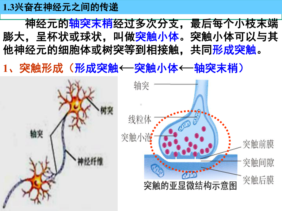 神经系统的调节课件.ppt_第3页