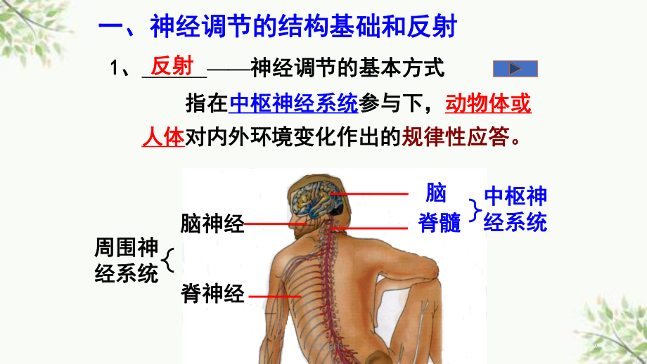 神经系统的结构和功能课件.ppt_第2页