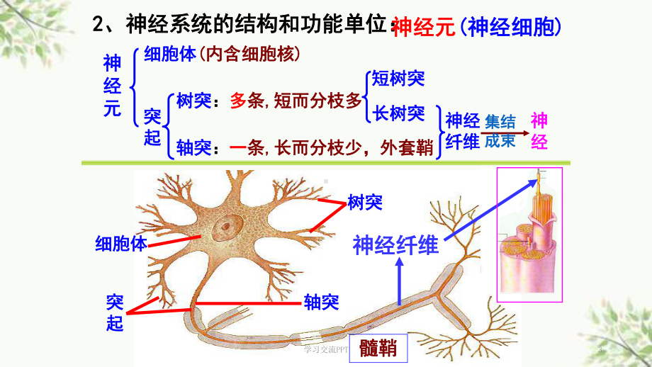 神经系统的结构和功能课件.ppt_第3页