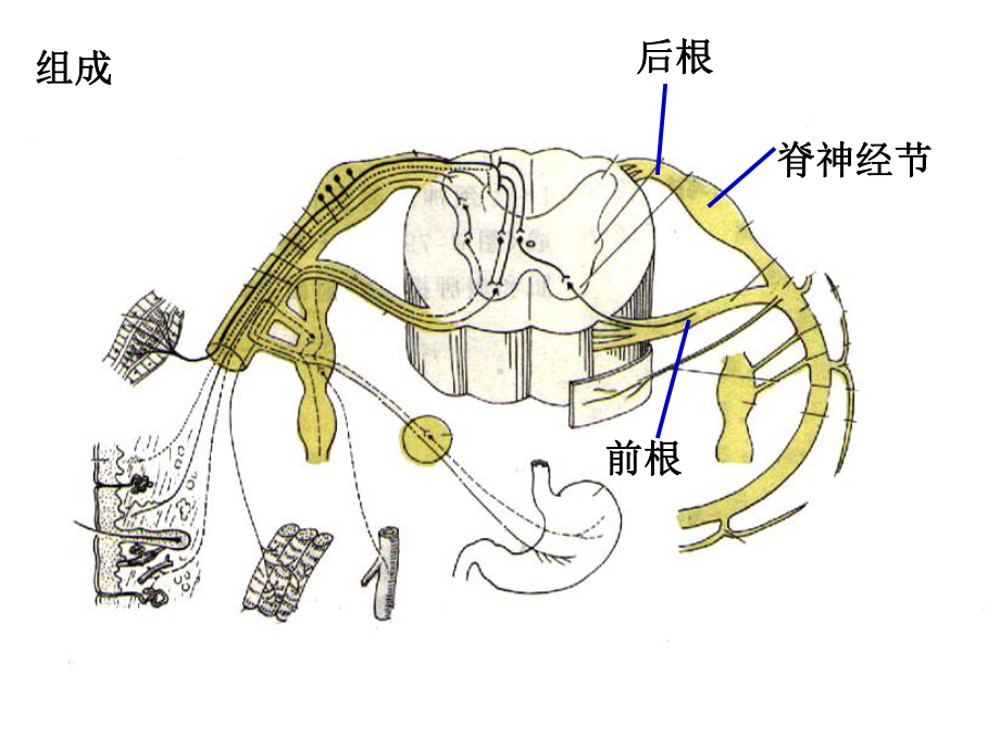 第九章周围神经系统课件.ppt_第3页