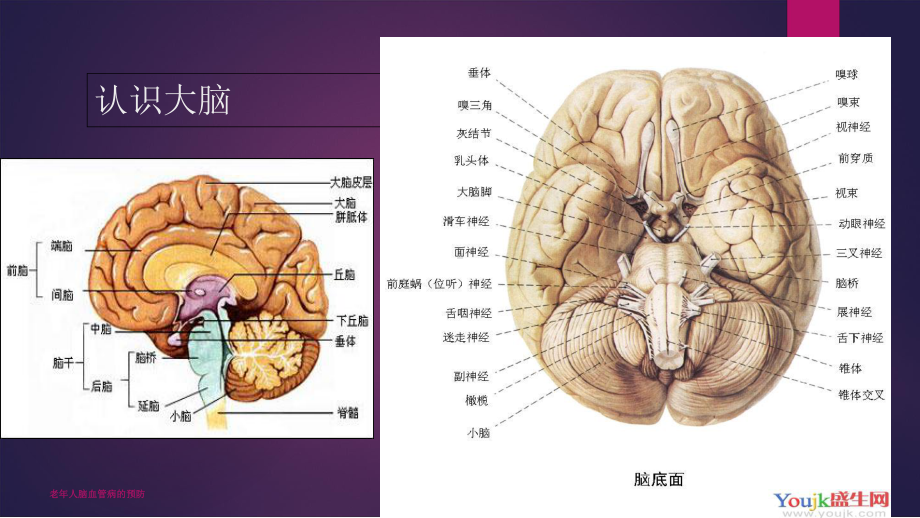 老年人脑血管病的预防ppt课件.ppt_第2页