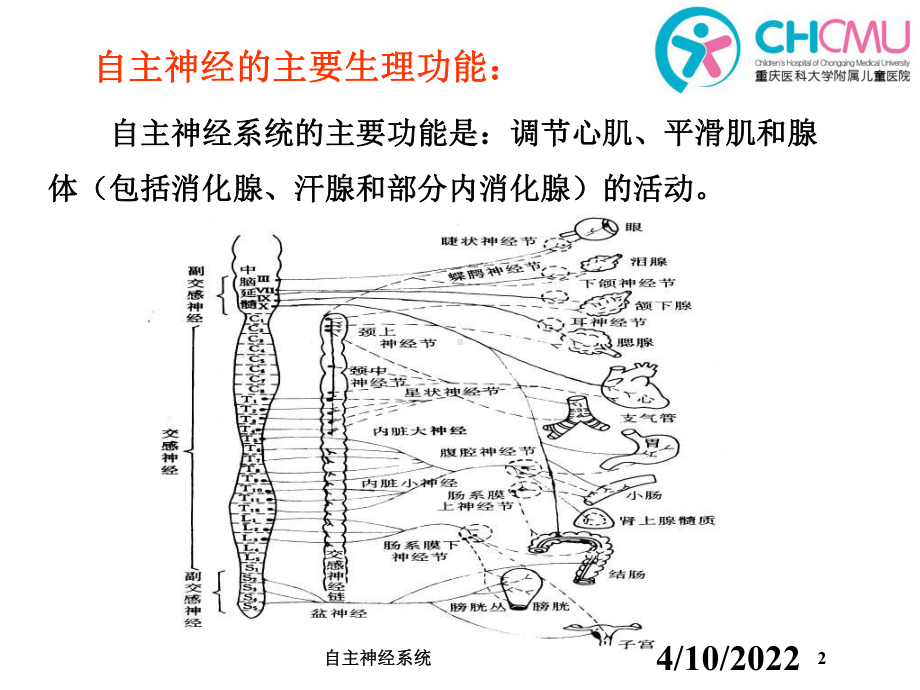 自主神经系统培训课件.ppt_第2页