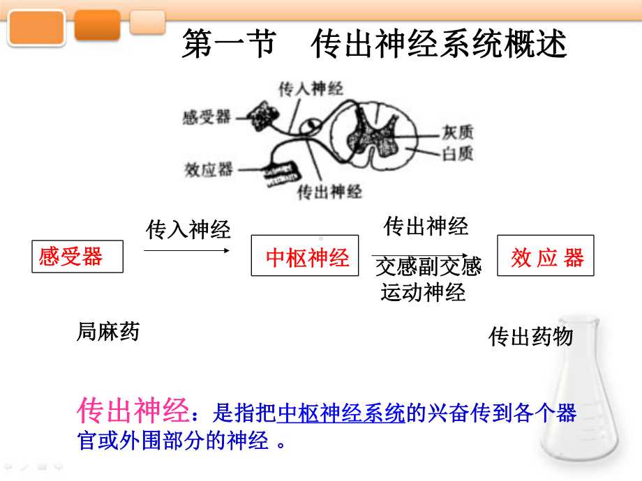 第二章-传出神经系统药物-护理药物学课件.ppt_第3页