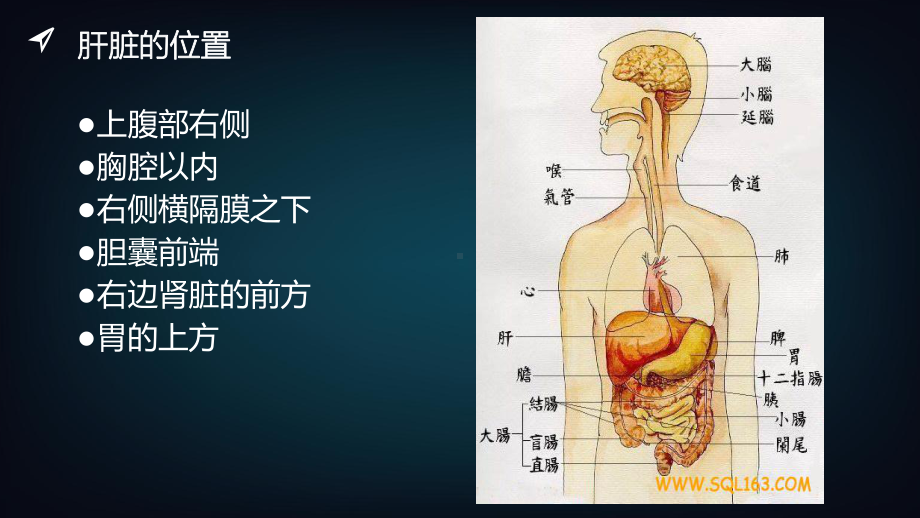 乙型肝炎ppt课件.pptx_第2页