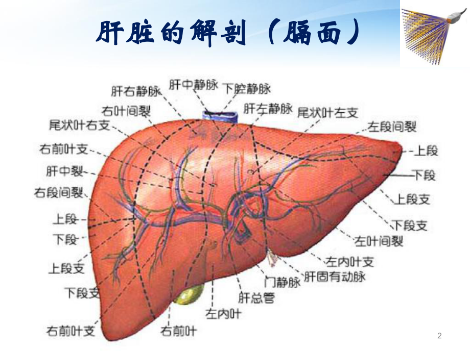 肝脏超声诊断PPT课件1.ppt_第2页