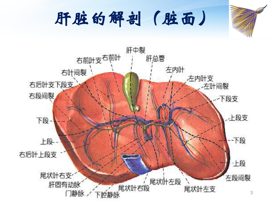 肝脏超声诊断PPT课件1.ppt_第3页