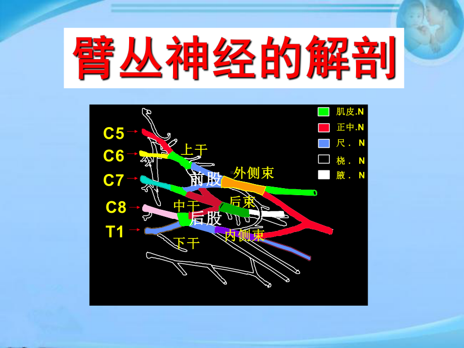 臂丛神经损伤MRI-ppt课件.ppt_第3页