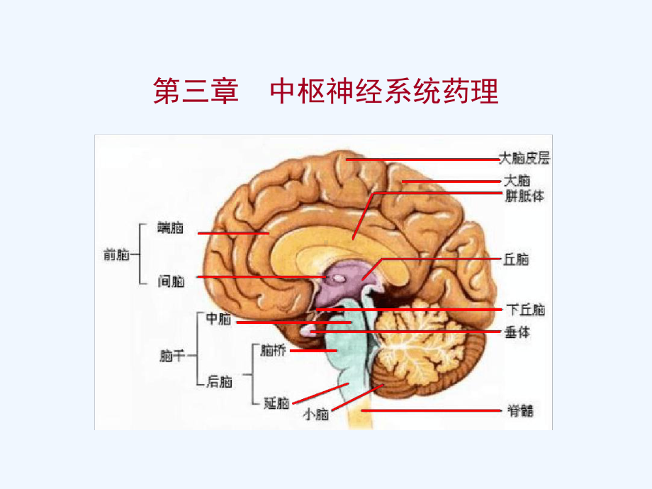 中枢神经系统药物解析课件.ppt_第1页