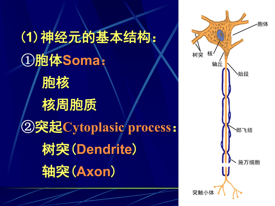 生理学课件第十章神经系统的功能.ppt_第3页