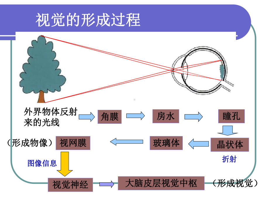 七年级下册生物集体备课教案之第四单元第六章第二节神经系统的组成课件.ppt_第2页