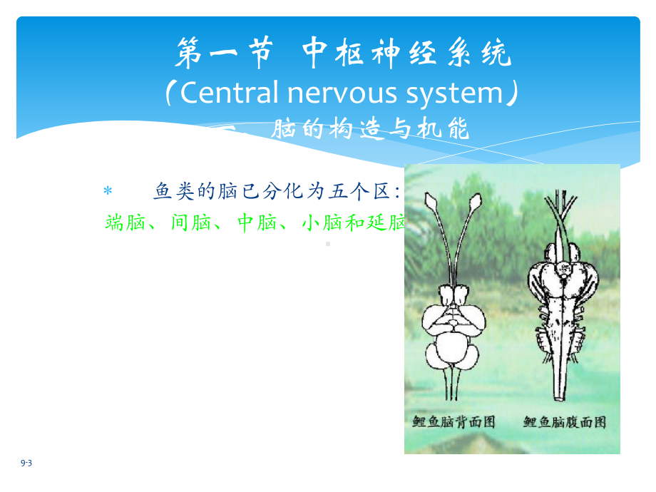 鱼类神经系统介绍课件.pptx_第3页