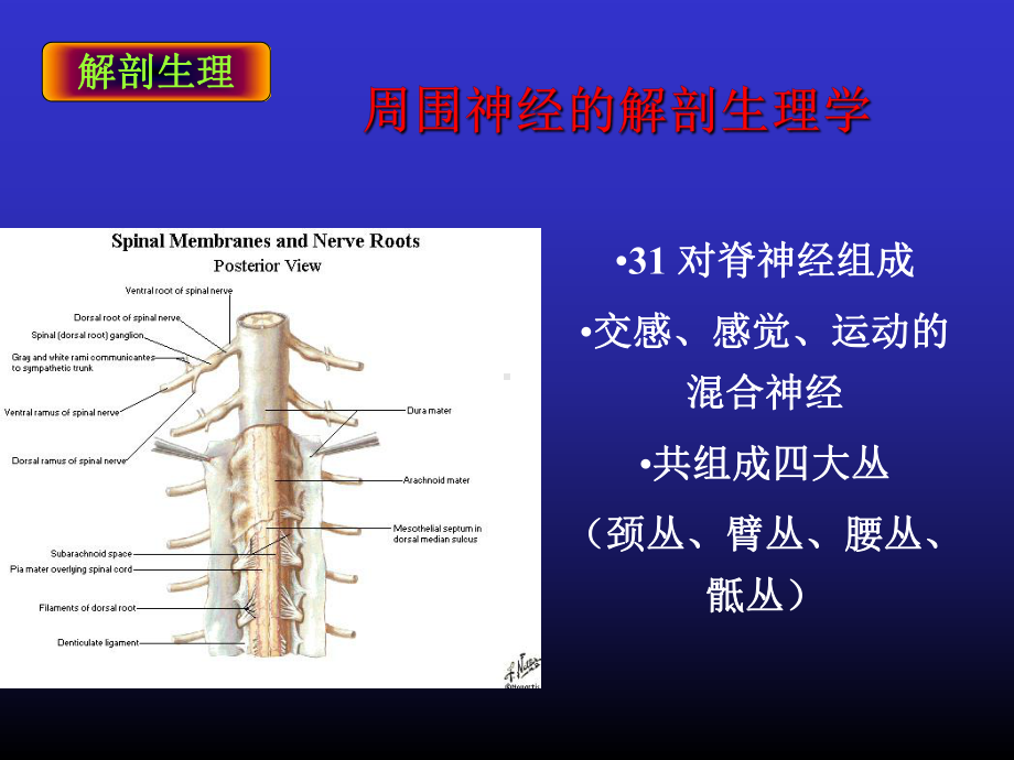 36周围神经损伤的诊断与治疗课件.ppt_第3页