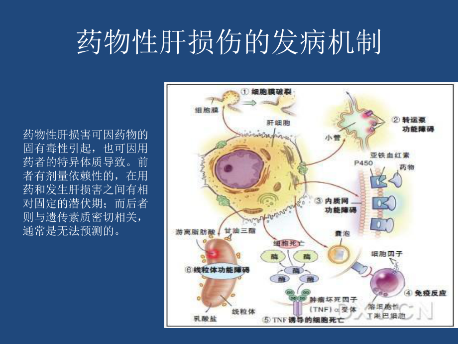 药物性肝损伤兼容模式1课件.ppt_第3页