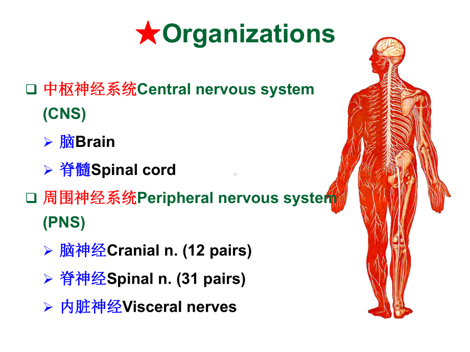 系统解剖-英文版-神经系统-脊髓.Spinal-cord课件.ppt_第2页