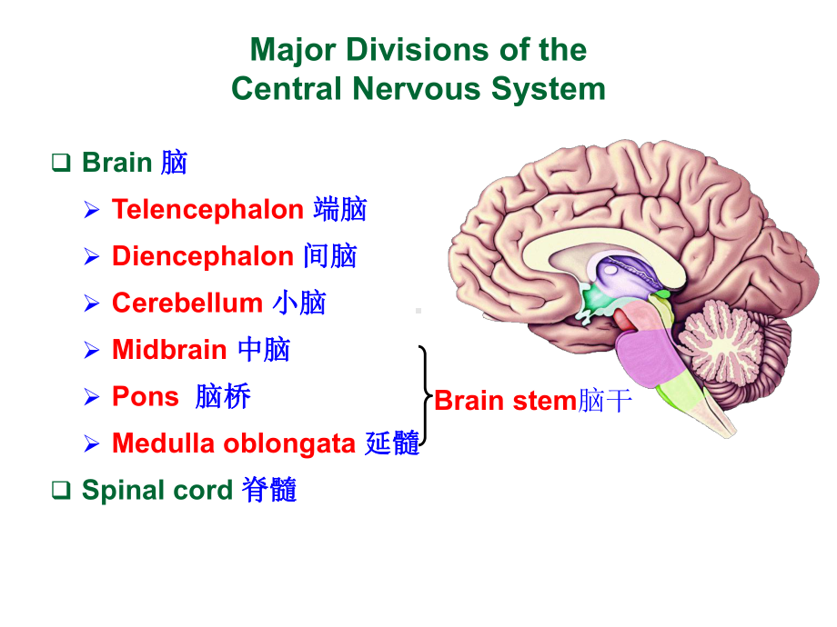 系统解剖-英文版-神经系统-脊髓.Spinal-cord课件.ppt_第3页