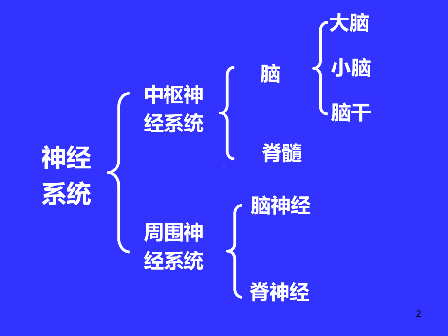 中枢神经系统系统解剖学PPT课件.ppt_第2页