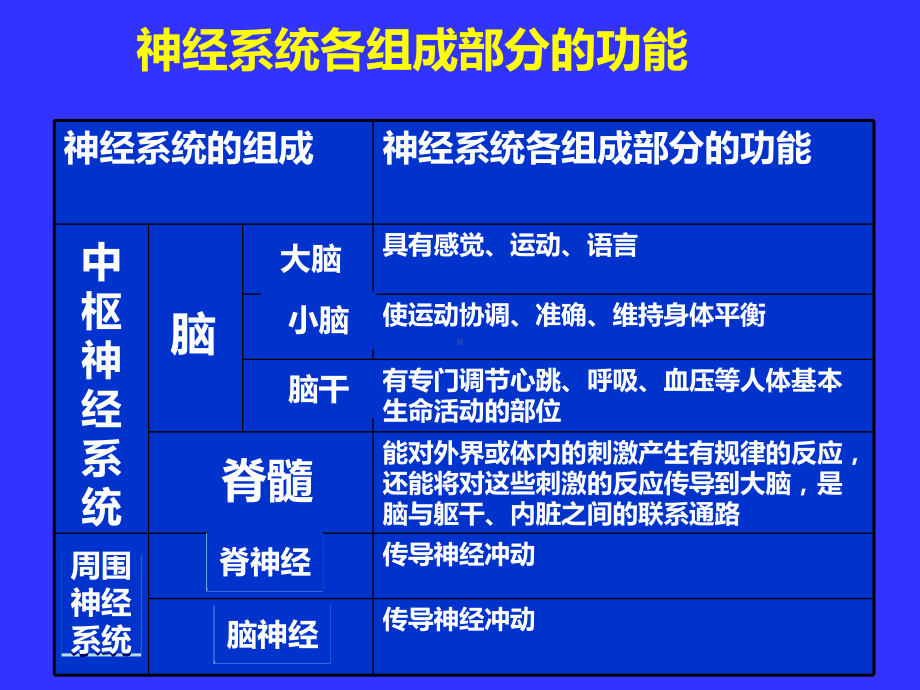 中枢神经系统系统解剖学PPT课件.ppt_第3页