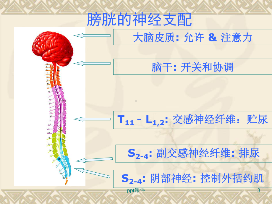 神经源性膀胱康复治疗-ppt课件.ppt_第3页