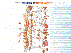 植物神经医学知识课件.ppt