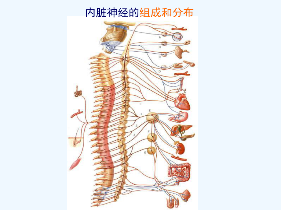 植物神经系统解剖学课件.ppt_第2页