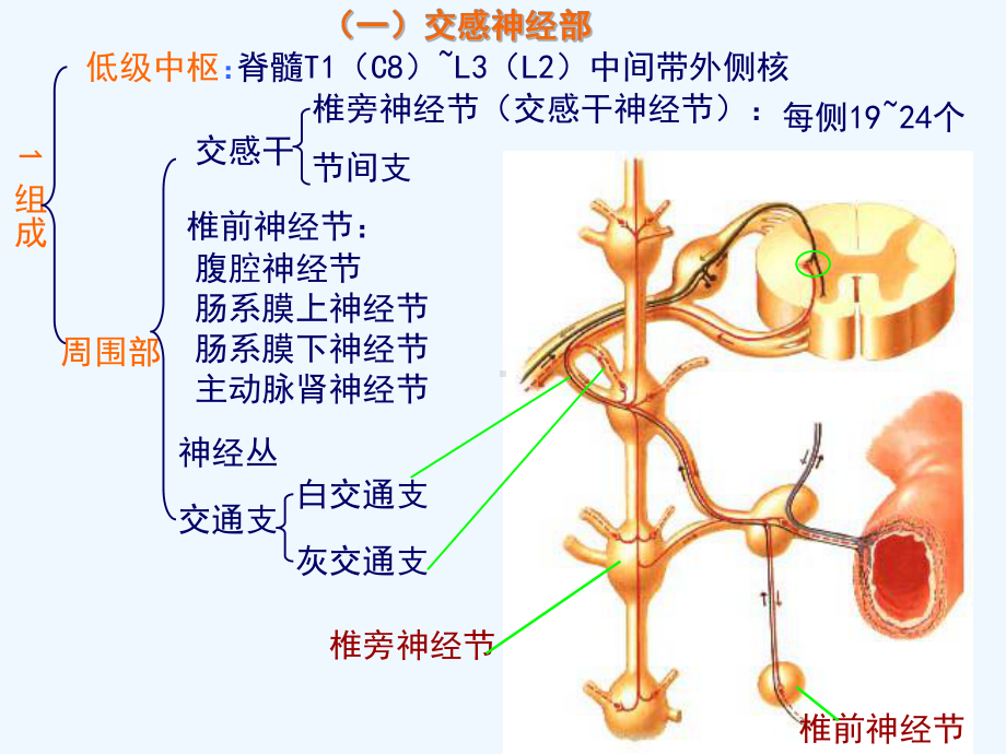 植物神经系统解剖学课件.ppt_第3页